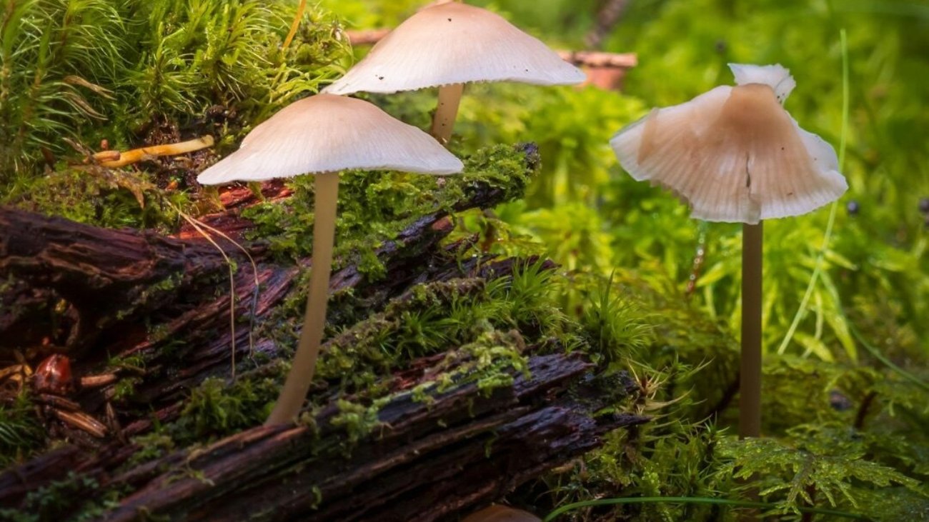 A cluster of small mushrooms with pale caps growing on a mossy forest floor.