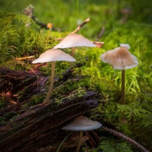 A cluster of small mushrooms with pale caps growing on a mossy forest floor.