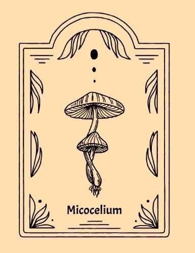 Line drawing of two stacked mushrooms within a decorative frame, labeled 'Micocelium'.